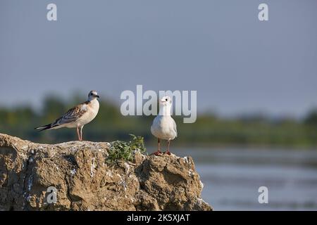 Möwen auf einer kleinen Insel in einer lkae Stockfoto