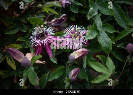 Violette Passionsblume mit langen violett-violetten Blütenblättern, passiflora violacea Stockfoto