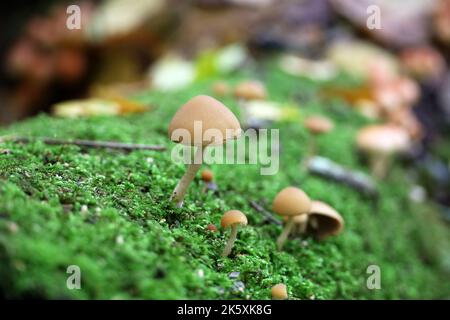 Psathyrella candolleana, eine Gruppe von Pilzen, die in grünem Moos auf einem umgestürzten Baumstamm wachsen Stockfoto