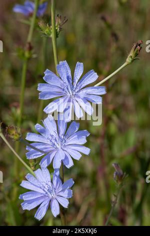 Nahaufnahme von blühenden blauen Zichorien (Cichorium intybus) Stockfoto