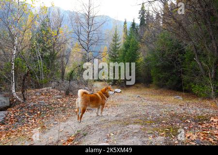 shiba Inu Hund im Herbstwald. Ein Spaziergang im Herbstwald Stockfoto