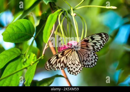 Schöner gelber Monarch-Schmetterling in einer farbenfrohen Naturkulisse Stockfoto