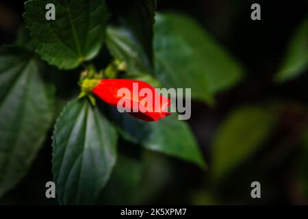 Geschlossene rote Hibiskusblüte und grüne Blätter. Stockfoto