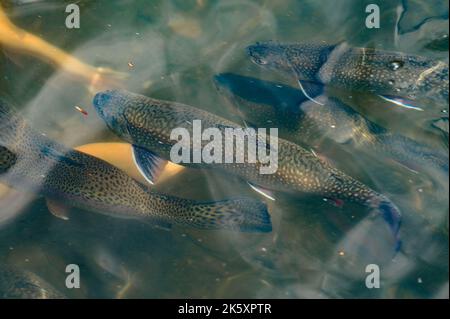 Karelische und goldene Forellen schwimmen in Bergflüssen, künstliche Fischzucht im Fließwasser, viele Fische unter Wasser. Stockfoto