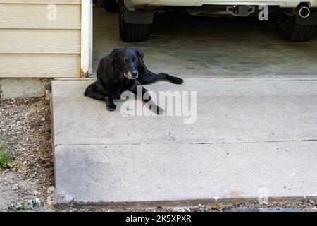 Der schwarze labrador Retriever Hund liegt zu Hause auf einer Betonplatte auf einer Auffahrt Stockfoto