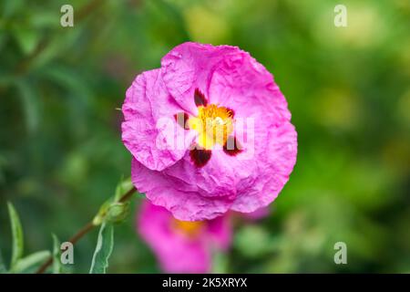 Eine rosa Zistrose im Garten im Sommer, Makro Stockfoto