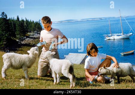 Junge und Mädchen, die Lämmer füttern, Mount Desert Island, Maine, USA, Toni Frisell Collection, Stockfoto