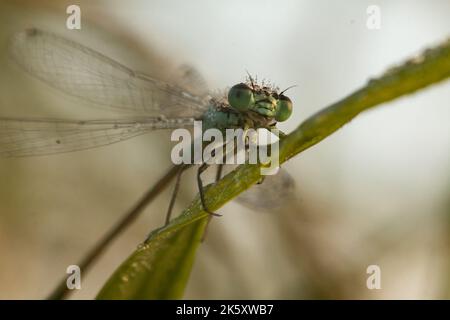 Kopfschuss der taubedeckten Damselfliege (Ischnura elegans), die auf Gras an der Hammauer, Somerset, ruht Stockfoto