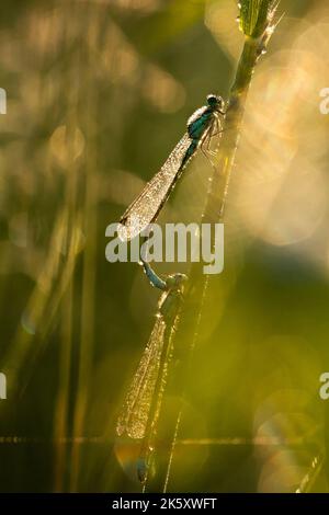 Porträt eines Paares von taubedeckten, paaren Blauschwanzdamselflies (Ischnura elegans), die ruhen, während die Sonne hinter ihnen an der Hammauer, Somerset, aufgeht Stockfoto