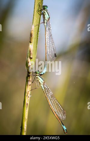 Das Männchen umklammt die weibliche Blauschwanzdamselfly (Ischnura elegans), während sie darauf warten, dass der Tau an der Ham Wall, Somerset, verdunstet Stockfoto
