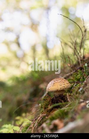 In einem West Somerset-Wald bei Horner schiebt sich ein blusherer Pilz (Amanita rubescens) durch den Moos- und blattbedeckten Waldboden Stockfoto