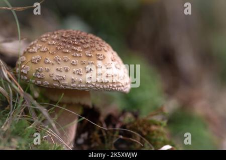 In einem Somerset-Wald bei Horner kommt ein Blusher-Pilz (Amanita rubescens) aus dem Boden Stockfoto