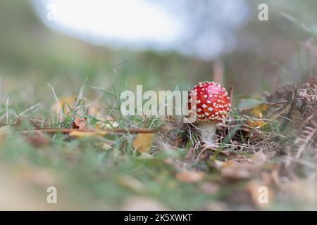 Im herbstlichen West Somerset-Wald bei Horner stocht ein einziger Fliegenpilz (Amanita muscaria) durch das Gras und die abgefallenen Blätter Stockfoto