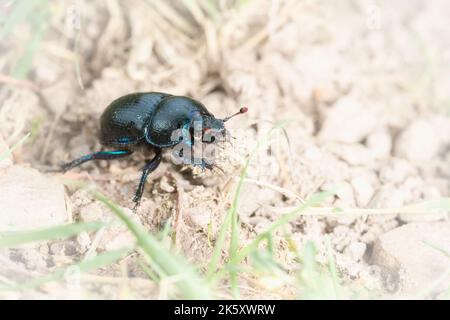 Ein Mistkäfer (Geotrupes stercorarius) kriecht über den klaren Boden auf dem Exmoor-Moor bei Selworthy Stockfoto