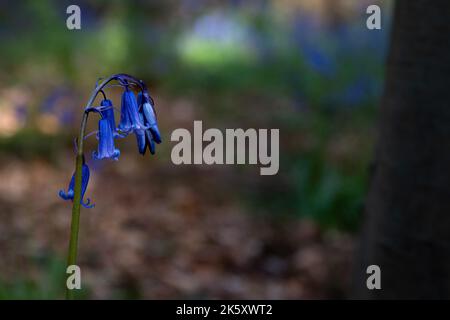 Der Frühling bläut in den Nant Mill Woods in der Nähe von Wrexham Stockfoto