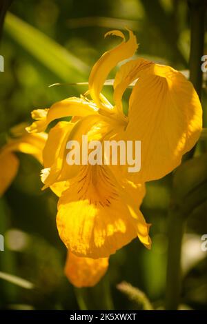 Nahaufnahme einer Blume der Iris mit gelber Flagge (Iris pseudacorus), die in Somerset bei Westhay Moor wächst Stockfoto