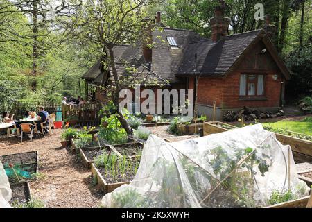 Pretty Queens Wood Cafe in Highgate, bei Frühlingssonne, im Norden Londons, Großbritannien Stockfoto