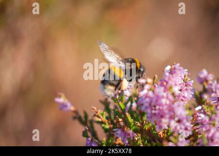 Eine Weißschwanzhummel (Bombus lucorum) ernährt sich von der Heide, die auf der Exmoor-Heide in Dunkery, West Somerset, wächst Stockfoto