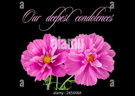 Hellrosa Cosmos Blumen isoliert auf dem Hintergrund. Stockfoto