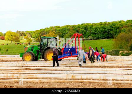 Eingewanderte Landarbeiter, Gelegenheitsarbeiter auf Spargelfeld, Norfolk UK Stockfoto