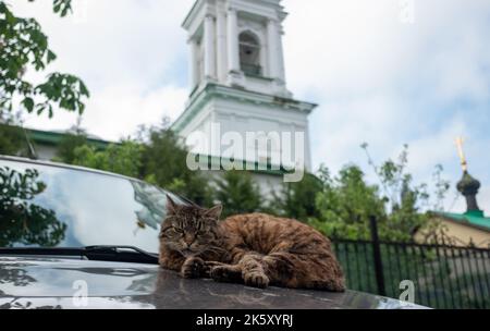 Eine unordentlich obdachlose Katze schläft auf der Haube eines geparkten Autos vor dem Hintergrund des weißen Glockenturms einer orthodoxen Kirche. Stockfoto