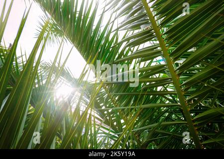 Die Palmen verzweigen sich gegenüber der Sonne Stockfoto