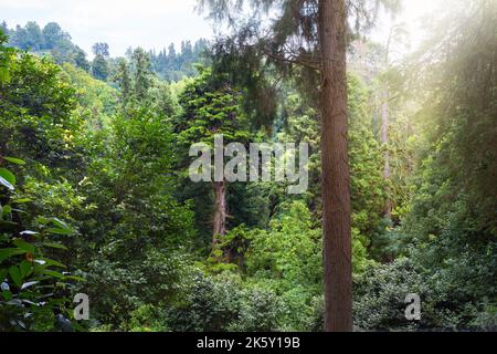 Der dichte Wald, am sonnigen Tag. Tropisch grünes Holz Stockfoto