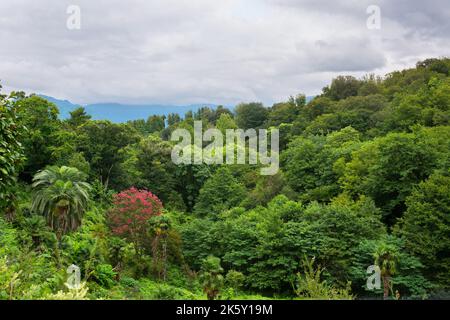 Der dichte Wald, am sonnigen Tag. Tropisch grünes Holz Stockfoto