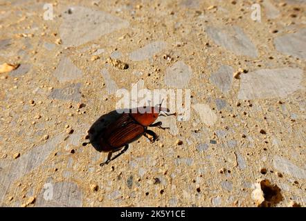 Der Palmkäfer Rhynchophorus ferrugineus ist eine von zwei Arten von Schnauzkäfer, die als roter Palmkäfer, asiatischer Palmkäfer oder Sagopalmkäfer bekannt sind Stockfoto
