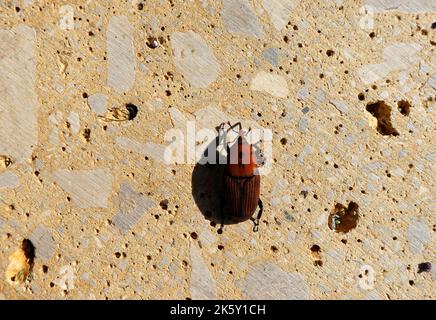 Der Palmkäfer Rhynchophorus ferrugineus ist eine von zwei Arten von Schnauzkäfer, die als roter Palmkäfer, asiatischer Palmkäfer oder Sagopalmkäfer bekannt sind Stockfoto