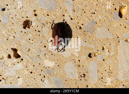 Der Palmkäfer Rhynchophorus ferrugineus ist eine von zwei Arten von Schnauzkäfer, die als roter Palmkäfer, asiatischer Palmkäfer oder Sagopalmkäfer bekannt sind Stockfoto