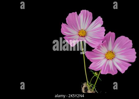 Hellrosa Cosmos Blumen isoliert auf dem Hintergrund. Stockfoto