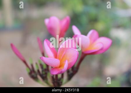 Selektive Fokusansicht von schönen roten Frangipani-Blumen im Garten auf unscharfem Hintergrund. Sein wissenschaftlicher Name ist Plumeria rubra. Stockfoto