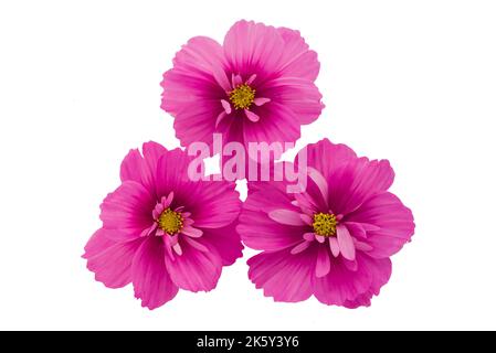 Hellrosa Cosmos Blumen isoliert auf dem Hintergrund. Stockfoto