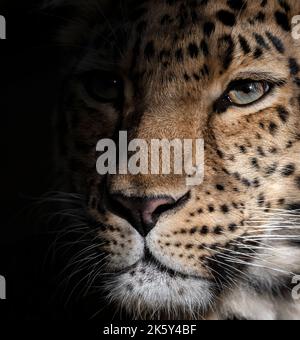 Amur-Leopard-Weibchen (extreme Nahaufnahme, mit Schwarz auf einer Seite) Stockfoto