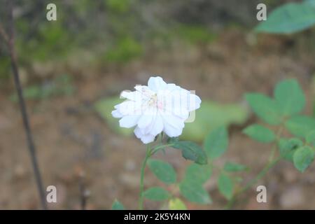 Selektiver Fokus von schönen Rosenmoosblüten im Garten. Wird für Hintergrund und Hintergrundbild verwendet. Stockfoto