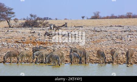 Herde of Plains Zebra mit Kopf nach unten trinken aus einem Wasserloch, mit einem natürlichen Busch Hintergrund und hellblauen klaren Himmel im Etosha National Park, Namibi Stockfoto