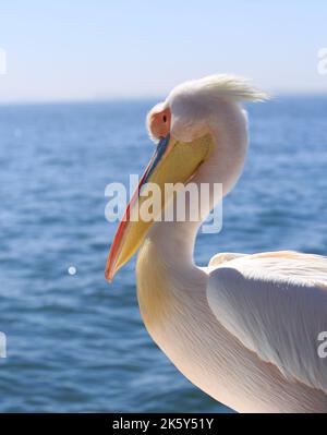 Seitenprofil einer Nahaufnahme, wenn ein großer weißer Pelikan Kopf und Schnabel, Blick auf das Meer Stockfoto
