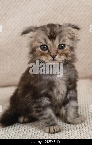 Porträt eines niedlichen kleinen flauschigen Kätzchens mit großen Augen Stockfoto
