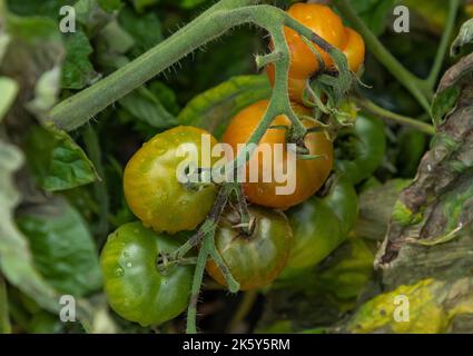 Nahaufnahme von Tomaten als der Herbst kommt, von verschiedenen Farben auf der Rebe Stockfoto