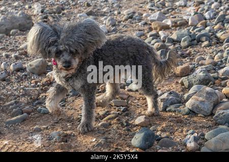 Grauer und weißer chinesischer ausgeruhter Hund mit langen Ohrhaaren Stockfoto