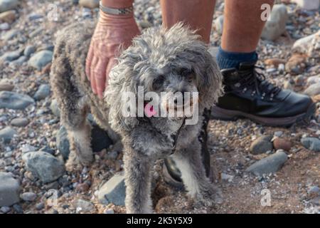 Nahaufnahme eines kleinen grauen, lockig beschichteten Hundes am Strand Stockfoto