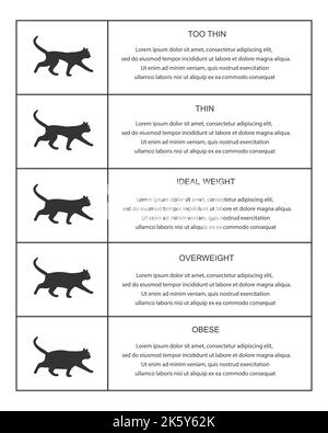 Tabelle mit dem Katzengewicht in der Infografik. Kitties Silhouetten mit normalen und abnormalen Körperzustand. Dünne, ideale, übergewichtige und fettleibige Haustiere. Vektorgrafik Stock Vektor