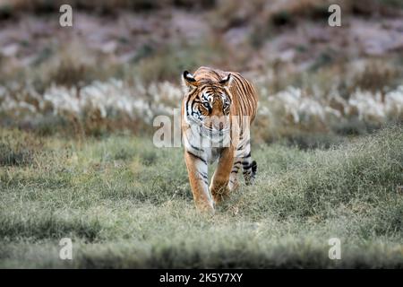 Wildtierszene des Tigers. Große große Katze in der Natur. Dieses mächtige Raubtier ist die größte lebende Katzenart. Gefährdetes Tier in natürlichem Lebensraum. Stockfoto