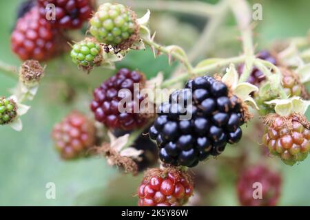 Eine Nahaufnahme von Brombeeren und Himbeeren auf einem Busch im Detail Stockfoto