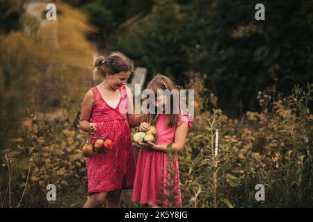 Zwei kleine Mädchen ernten Tomaten im Gemüsegarten Stockfoto