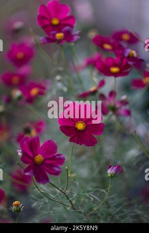 Nahaufnahme von wunderschönen dunkelrosa Kosmosblüten, die in einem Garten blühen. Stockfoto