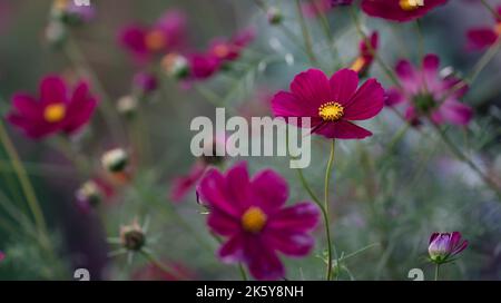 Nahaufnahme von wunderschönen kosmischen Blumen, die in einem Garten blühen. Stockfoto
