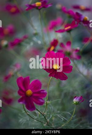 Nahaufnahme von wunderschönen rosa Kosmosblüten, die in einem Garten blühen. Stockfoto