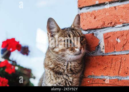 Die Katze sitzt auf dem Fensterbrett und sieht gerade aus. Hochwertige Fotos Stockfoto